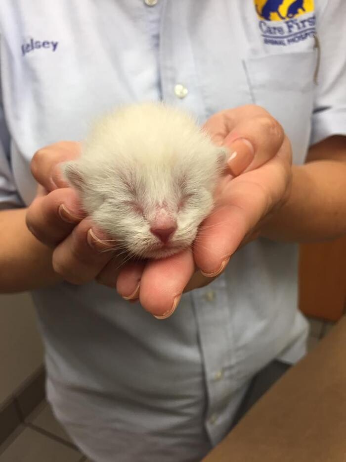Images Care First Animal Hospital at Glenwood