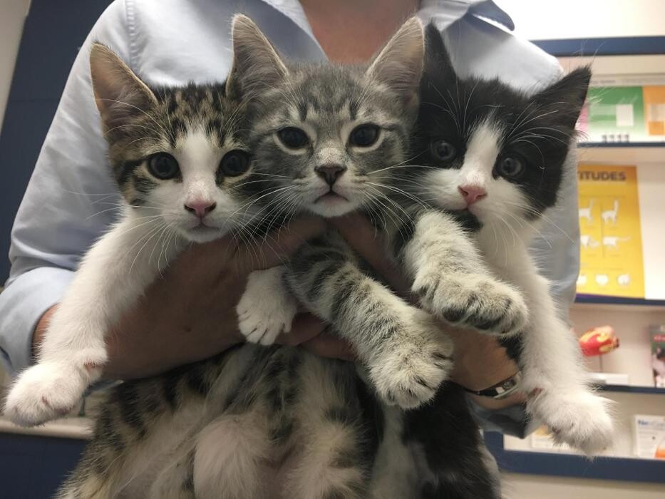 Images Care First Animal Hospital at Glenwood