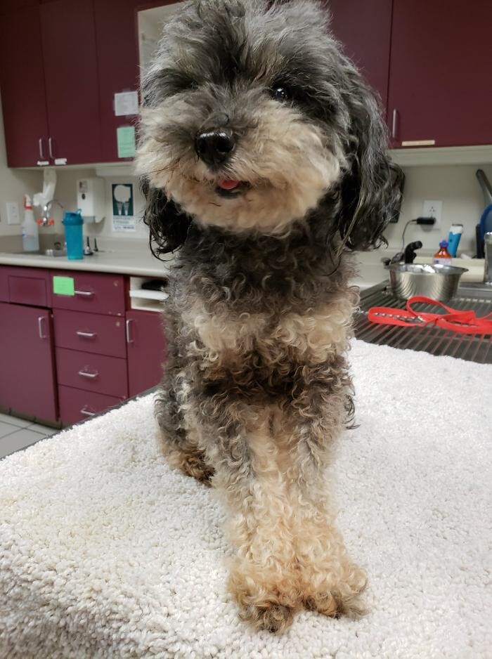 Images Care First Animal Hospital at Glenwood