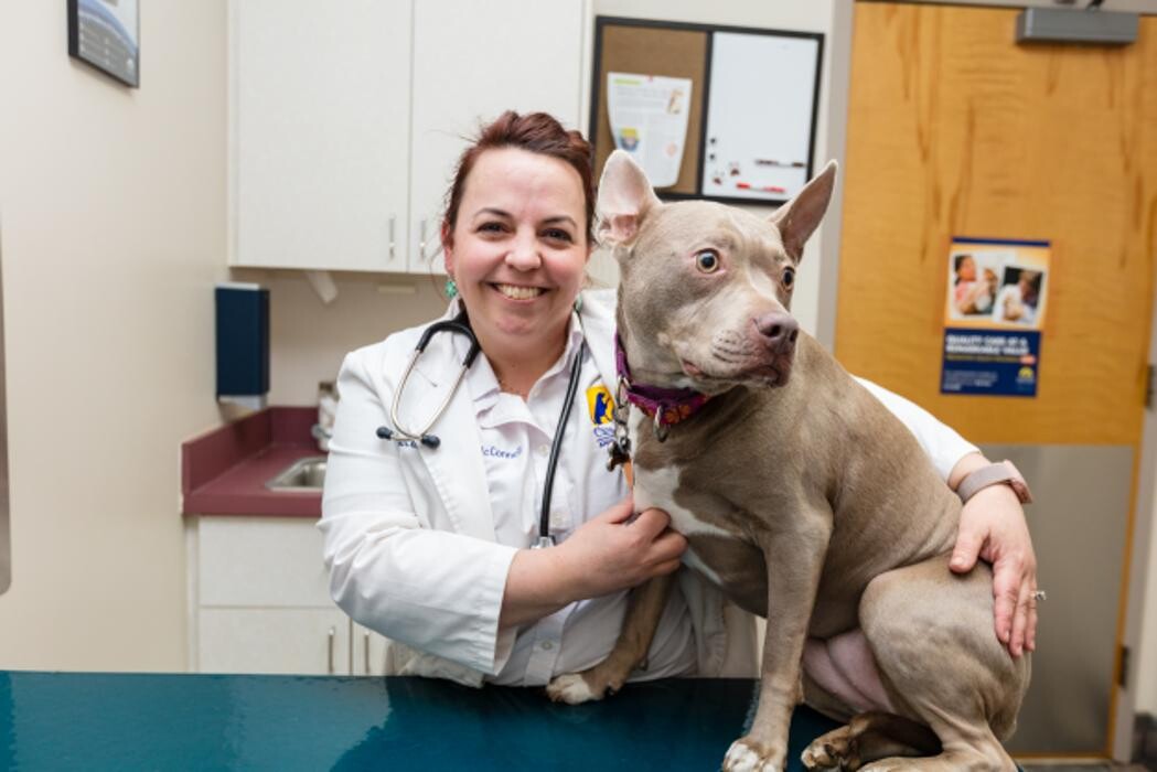 Images Care First Animal Hospital at Tryon