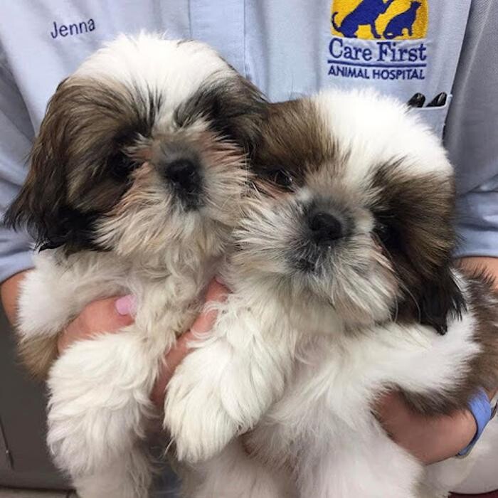 Images Care First Animal Hospital at Tryon