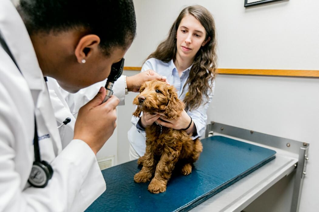 Images Care First Animal Hospital at Tryon