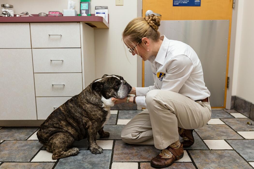 Images Care First Animal Hospital at Tryon