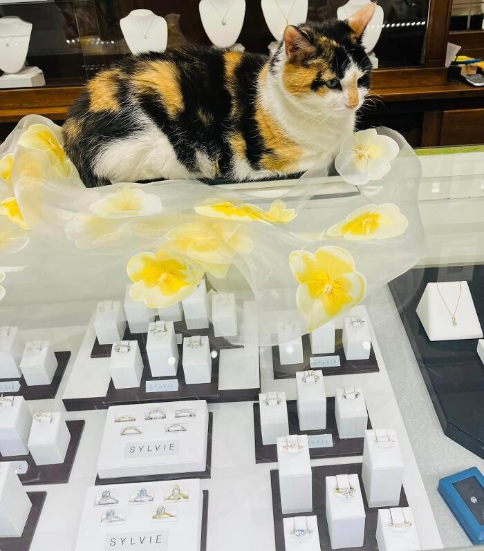 Images Ludwig's Jewelers Inc