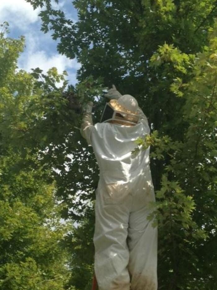 Images Peachtree Pest Control