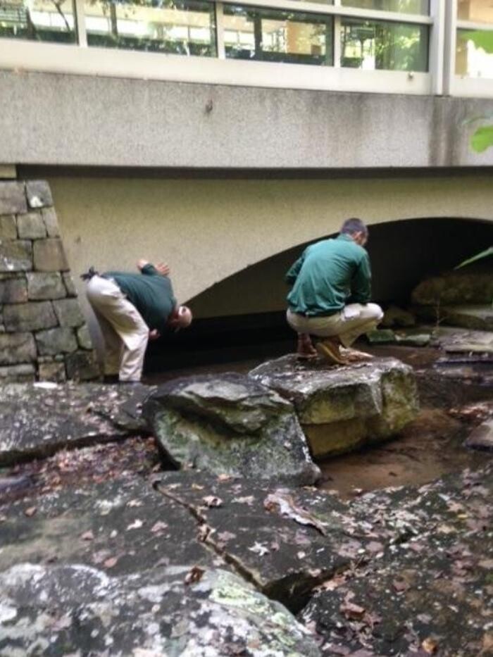 Images Peachtree Pest Control