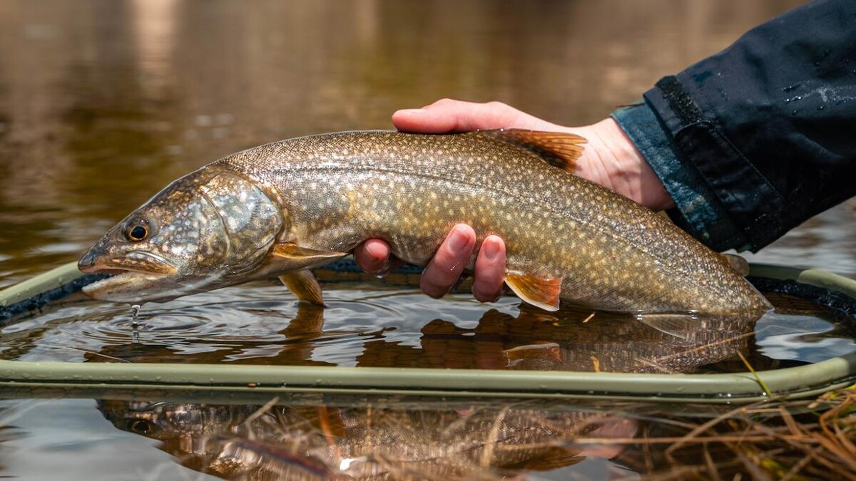 Images Anglers All Denver