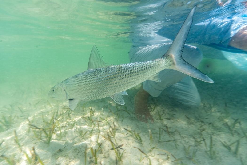Images Anglers All Denver