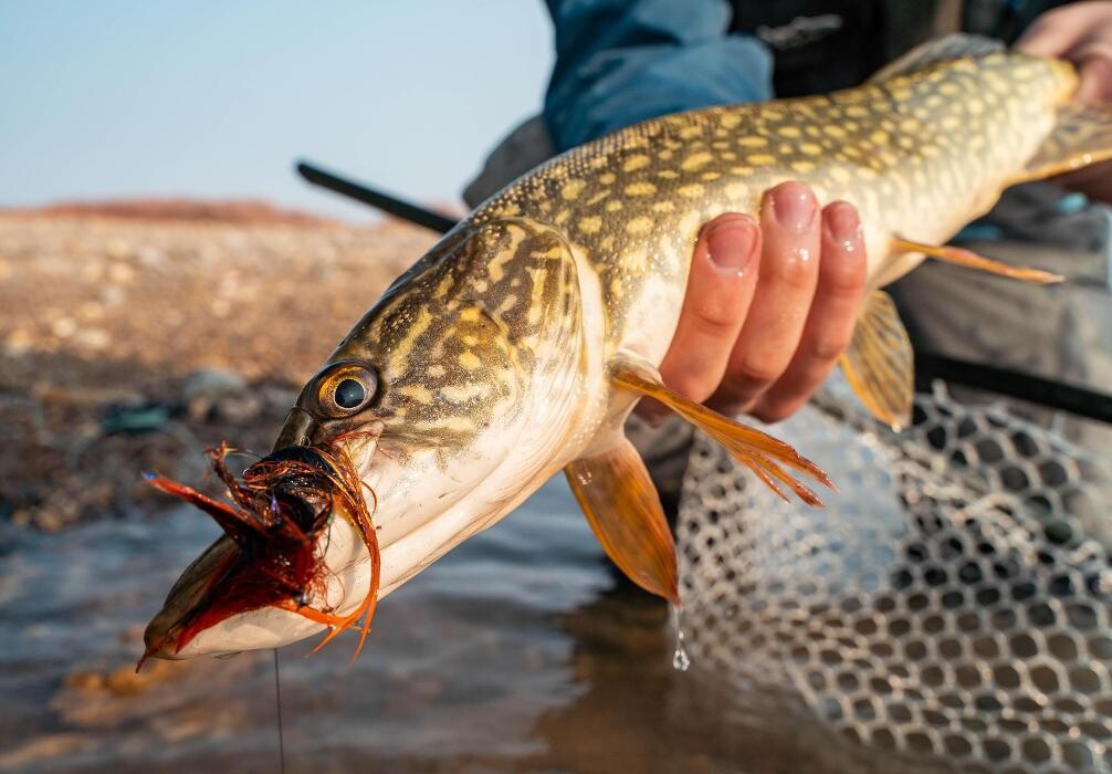 Images Anglers All Denver
