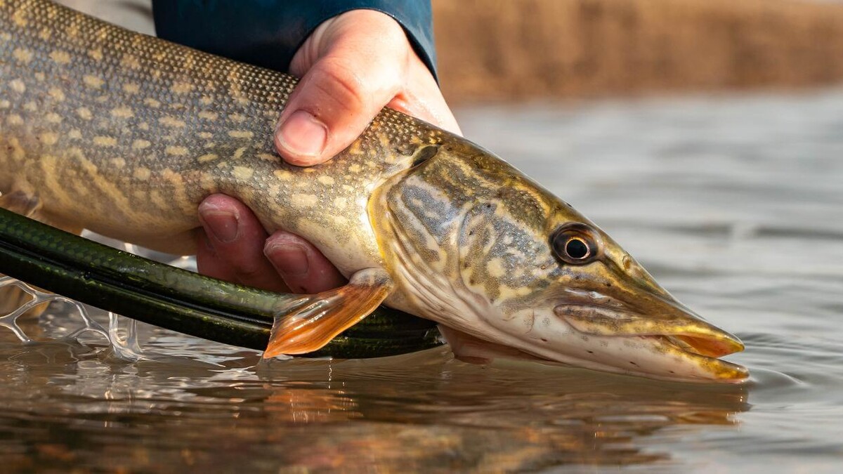 Images Anglers All Denver