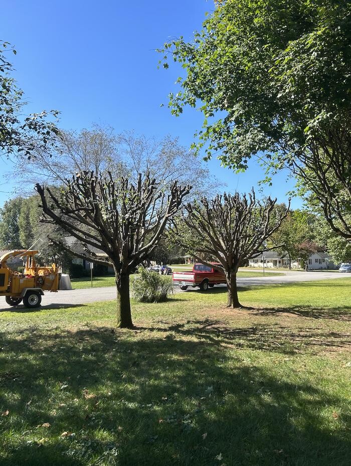 Images The Tree Company