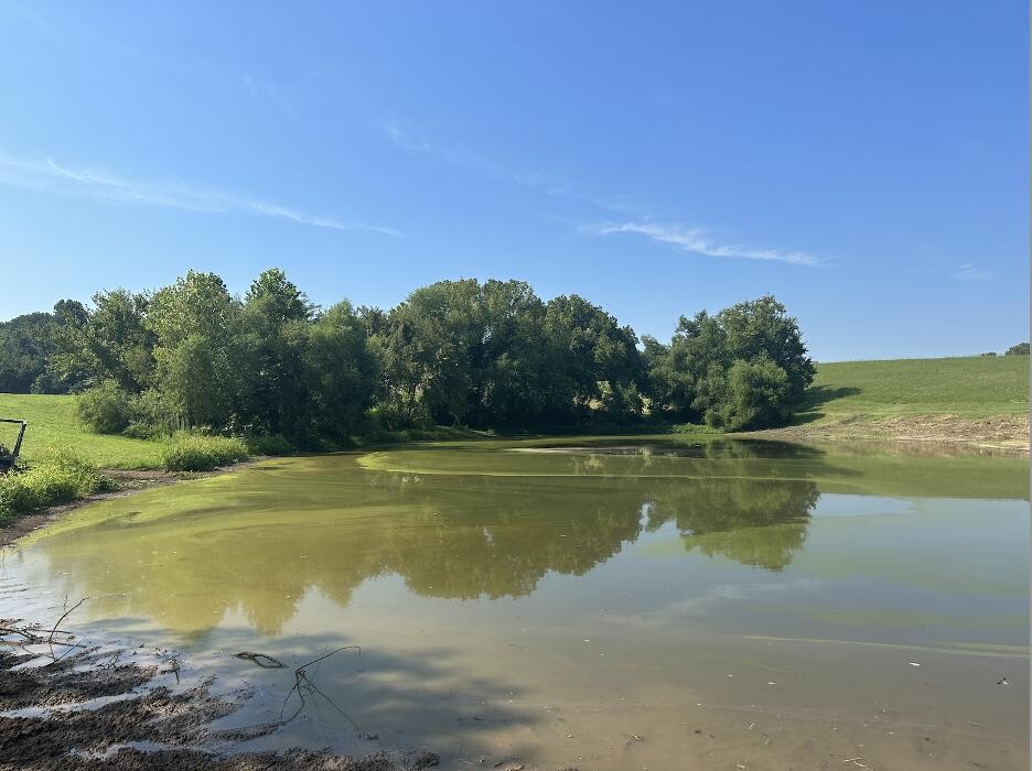 Images The Tree Company