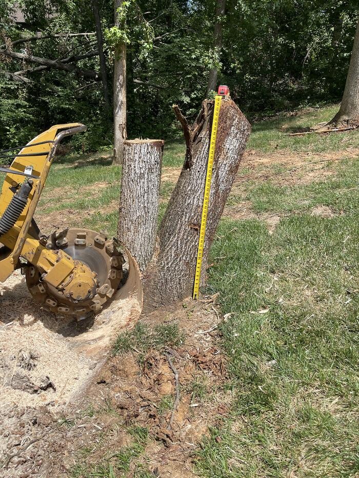 Images The Tree Company