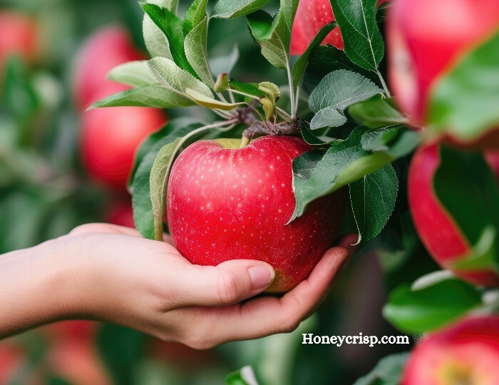 Honeycrisp.com Logo