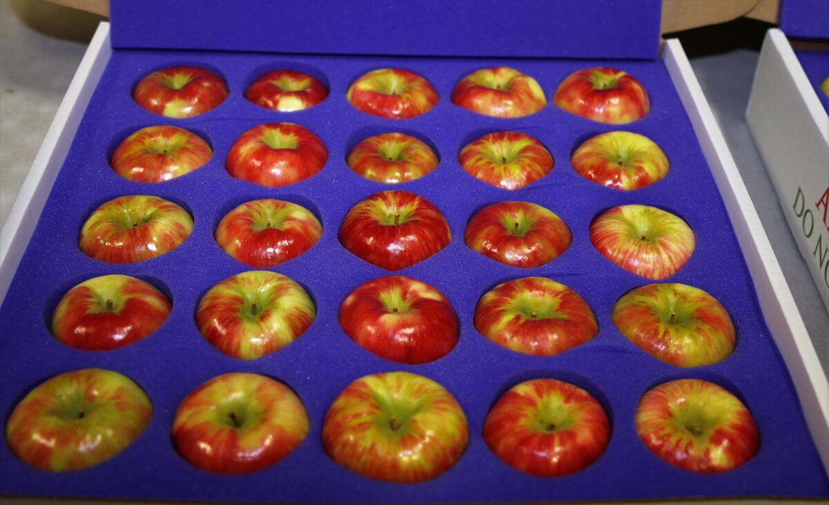 Images Honeycrisp.com
