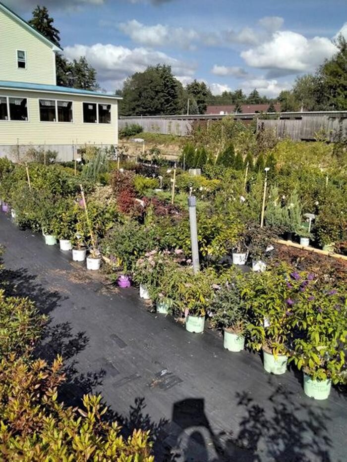 Images Nicole's Greenhouse & Florist
