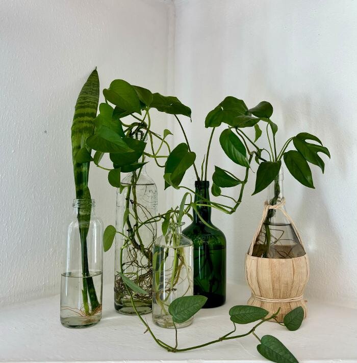 Images Laudrey Rose