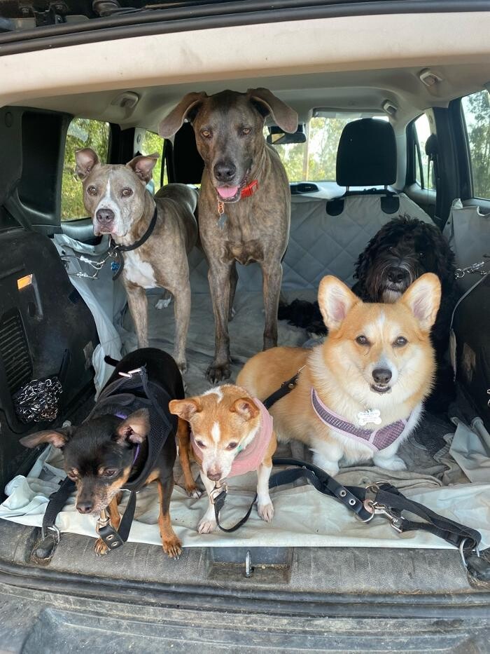 Images Woofwalks East Bay