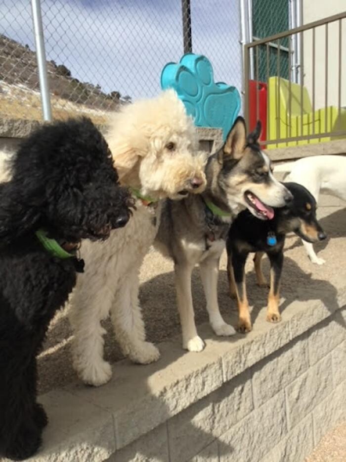 Images A Dog's World