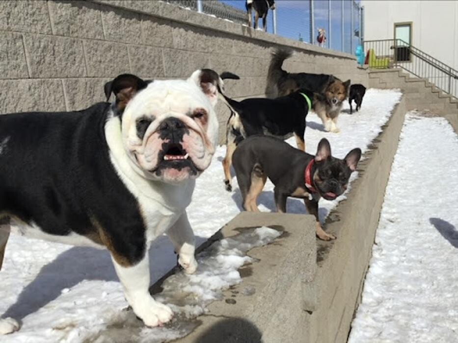 Images A Dog's World
