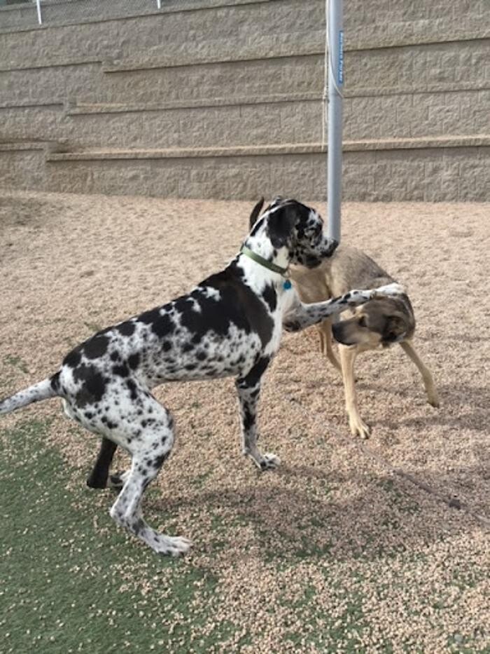 Images A Dog's World