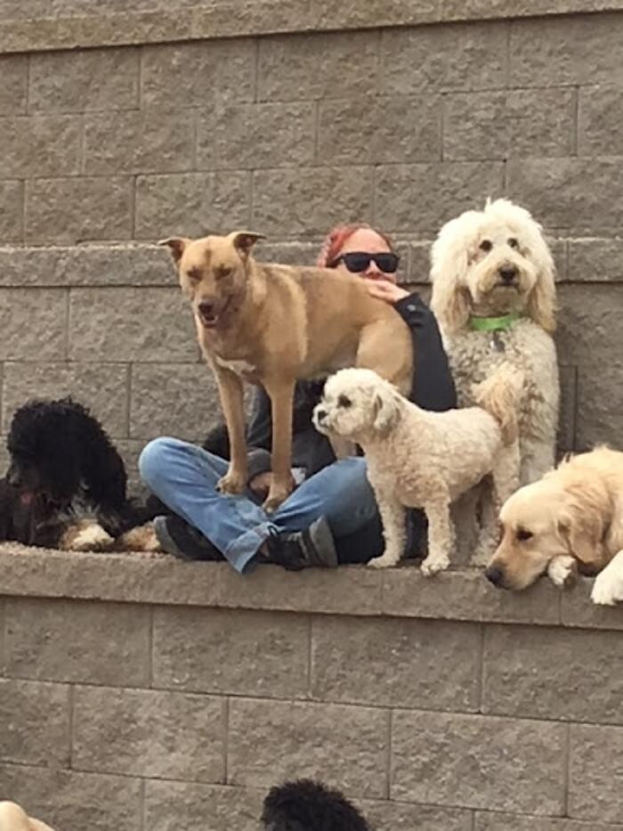Images A Dog's World