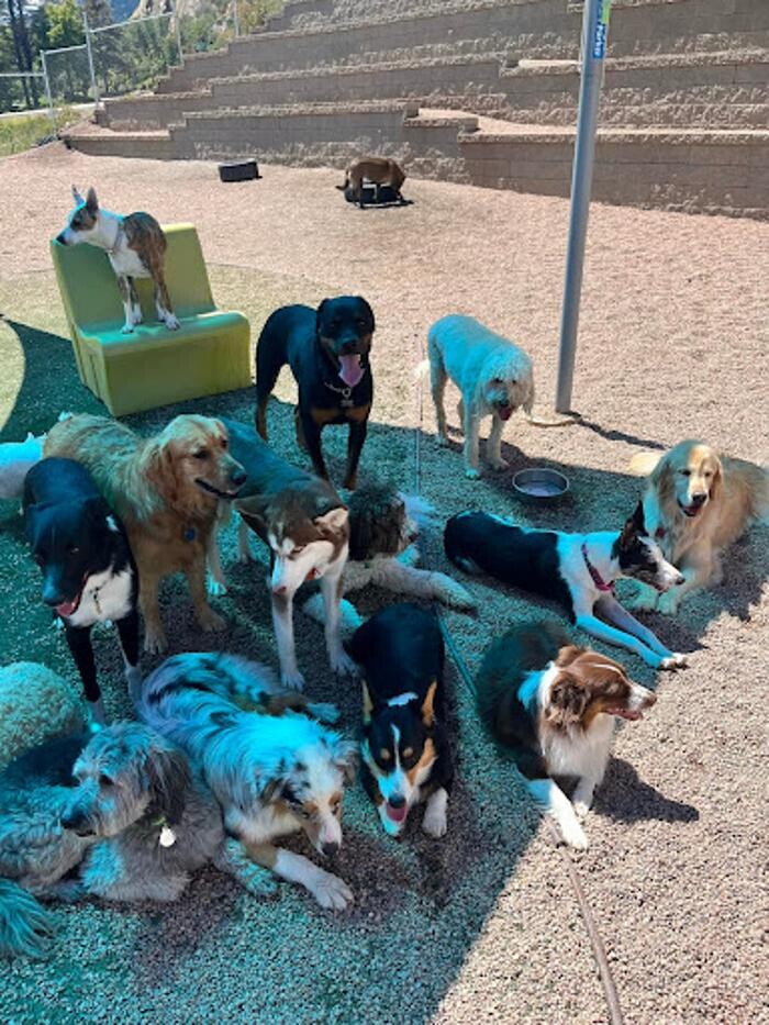 Images A Dog's World