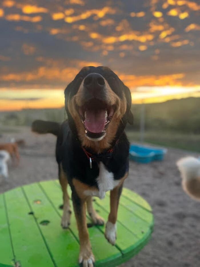 Images A Dog's World