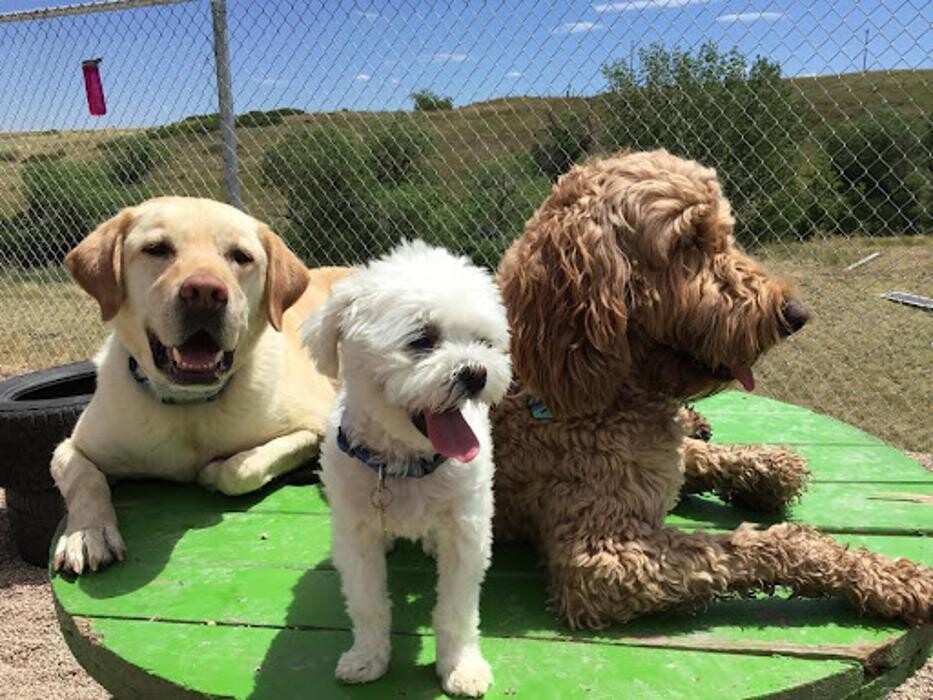Images A Dog's World