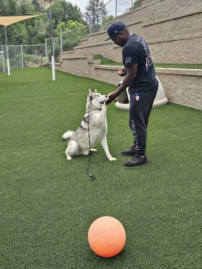 Images A Dog's World