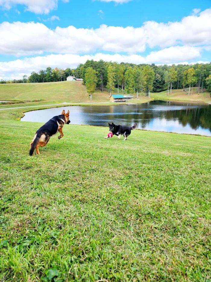 Images Laura's Dog Retreat