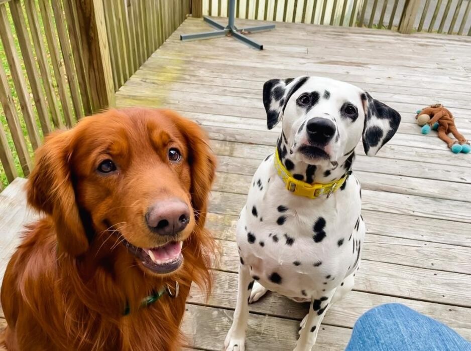 Images Laura's Dog Retreat