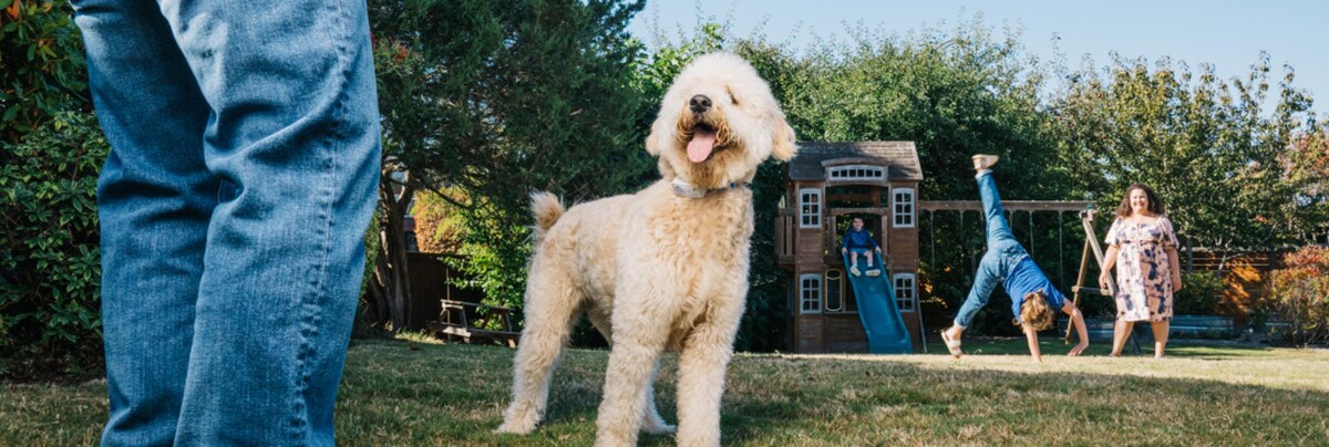 Images Dog Guard of Greater Pittsburgh