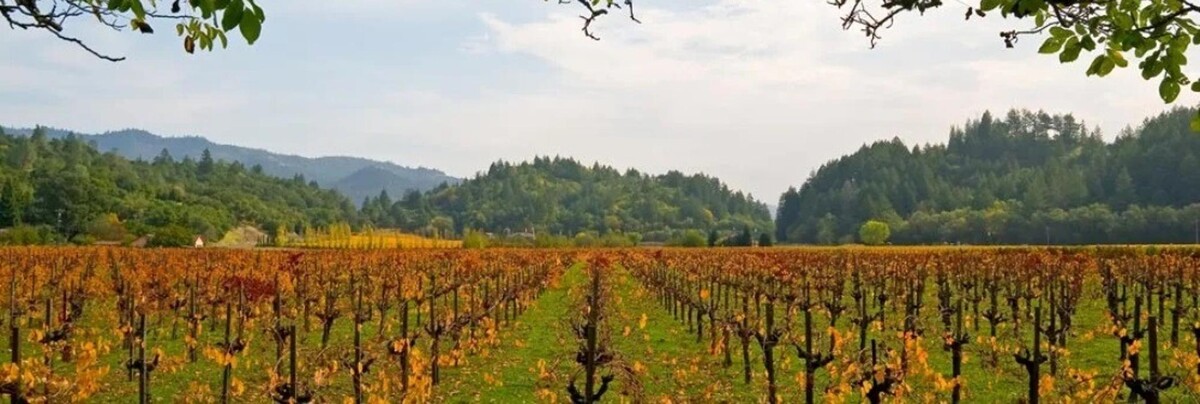 Images Willamette Valley Endodontics