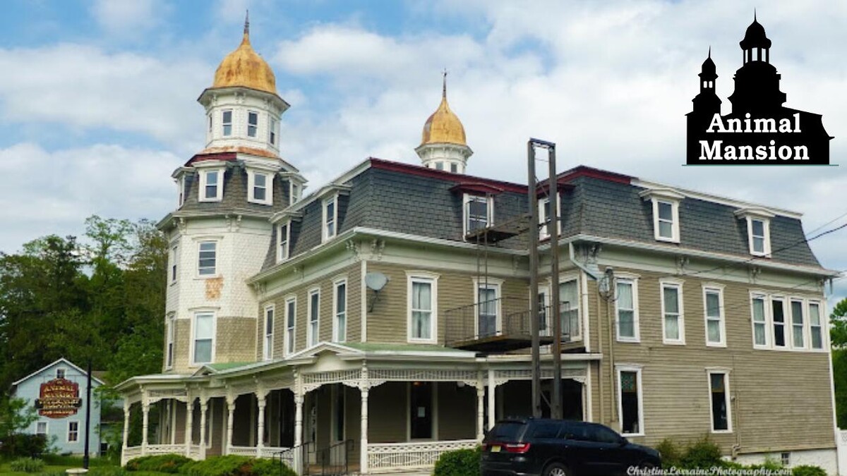 Images Animal Mansion Veterinary Hospital