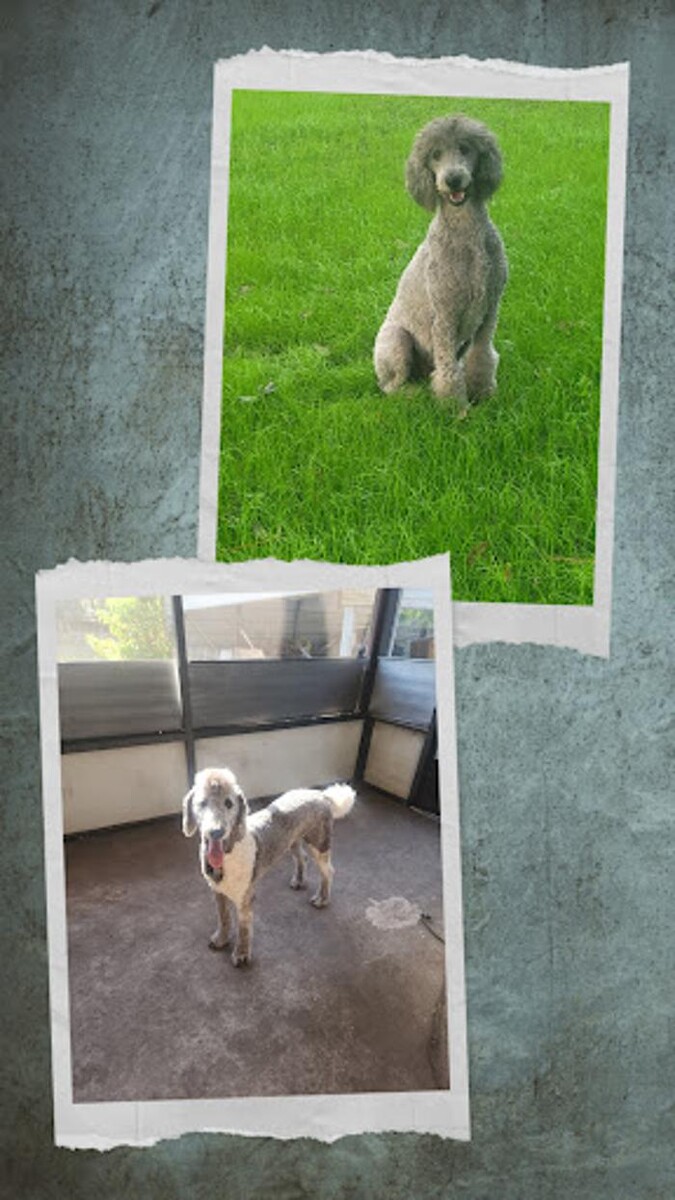 Images Perfect Poodle