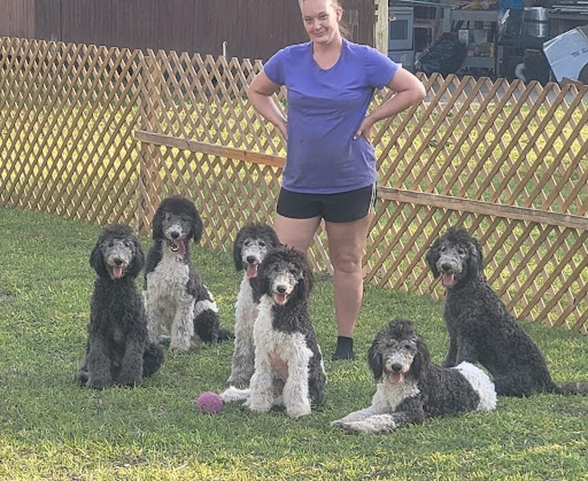 Images Perfect Poodle