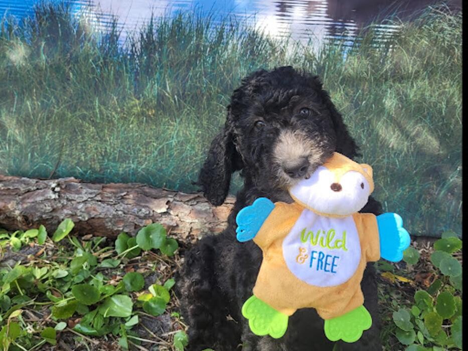 Images Perfect Poodle