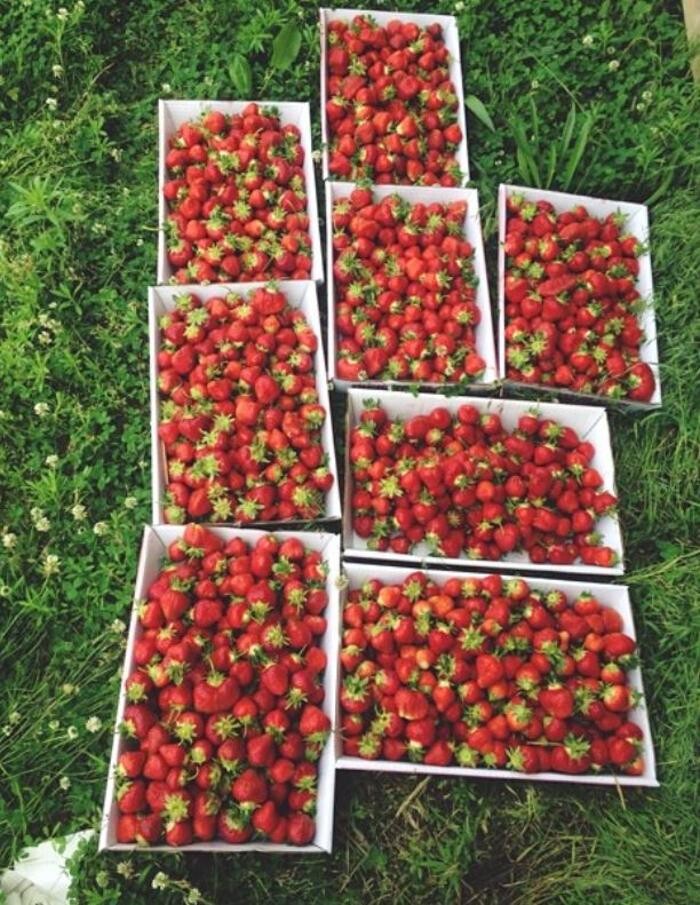 Images Brown's Harvest