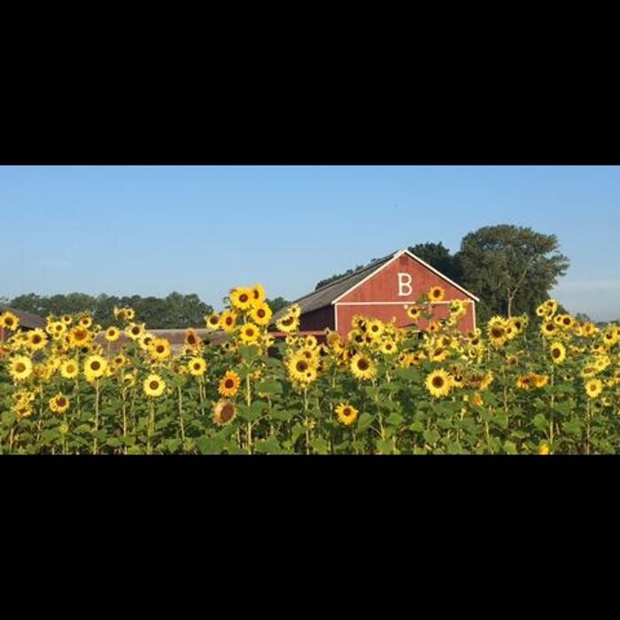 Images Brown's Harvest