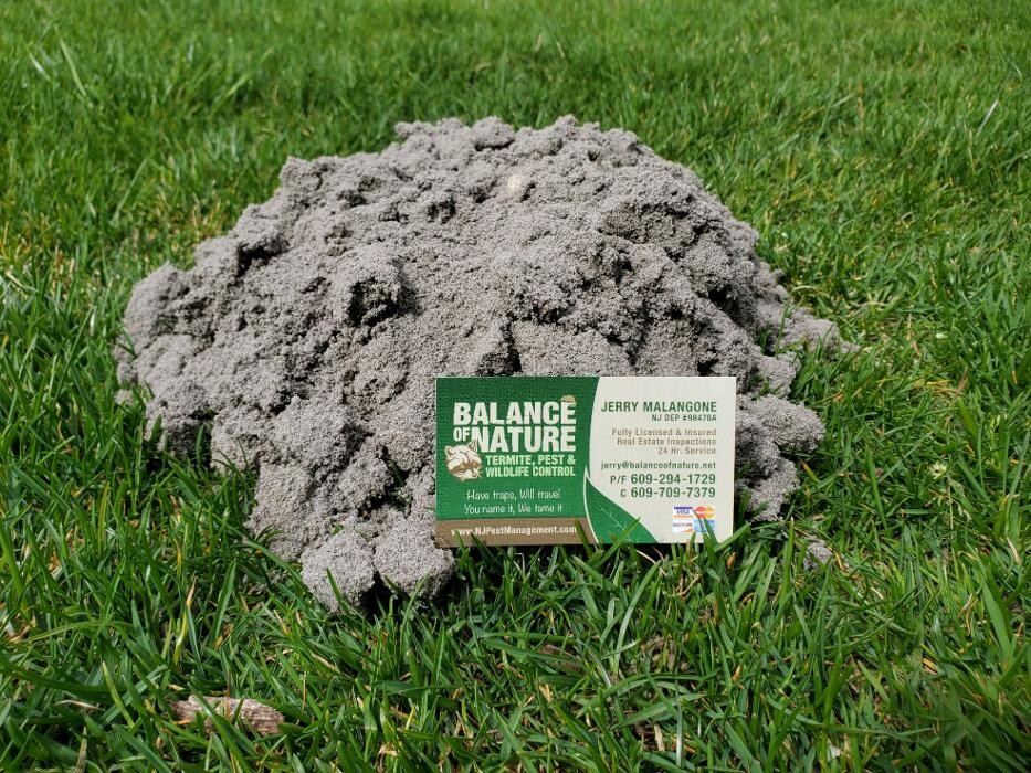 Images Balance Of Nature inc ( Pest & Wildlife)