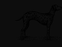 Website Screenshot Woodie Fisher Kitchen & Bar