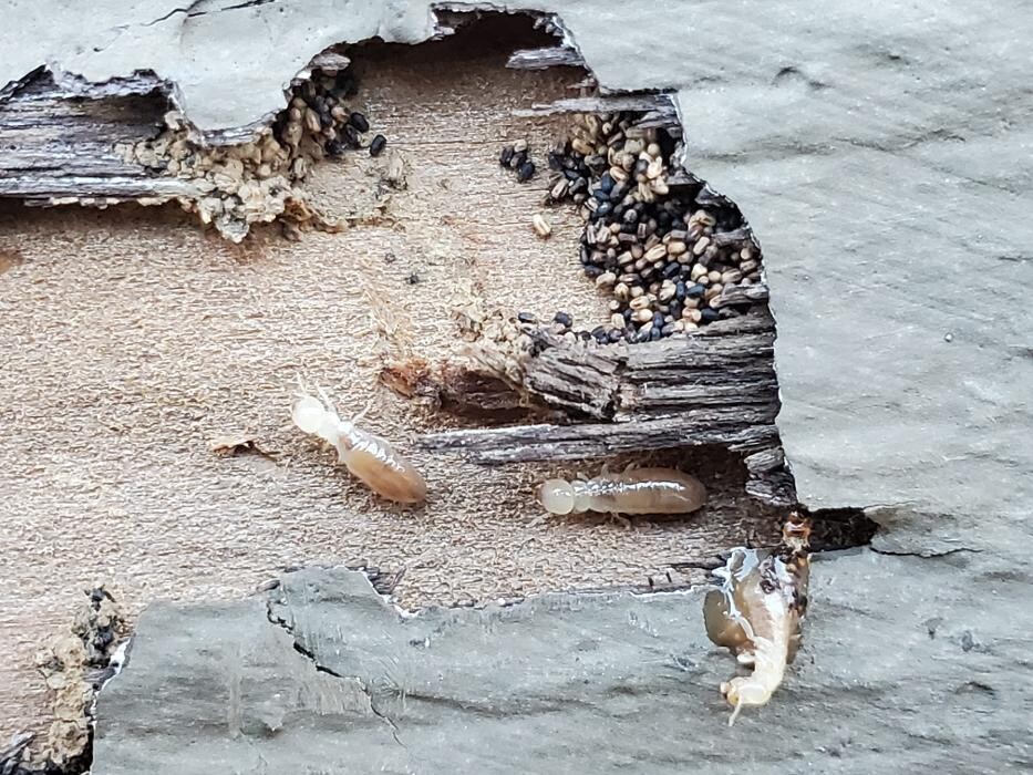 Images Double Scope Inspections, LLC