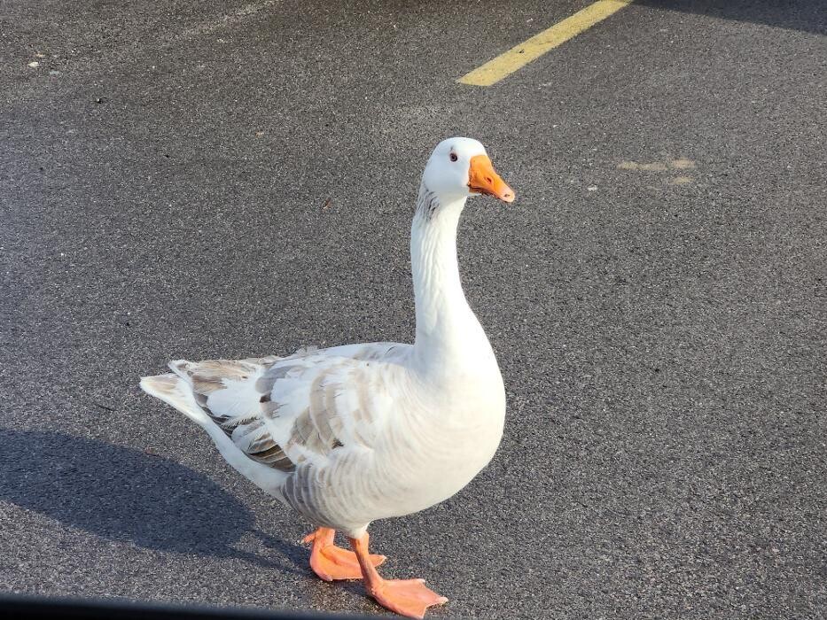 Images Double Scope Inspections, LLC