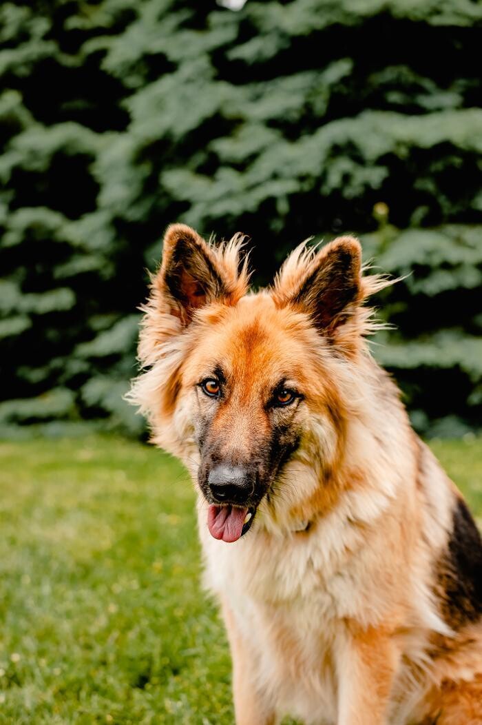 Images Taylor Animal Hospital Of Smithville