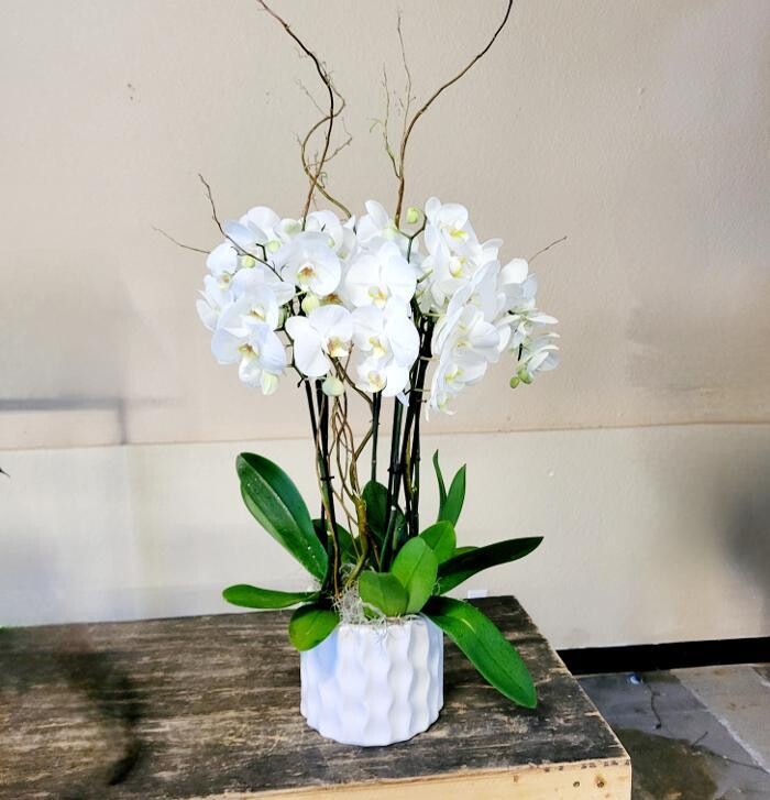 Images SoCo In Bloom