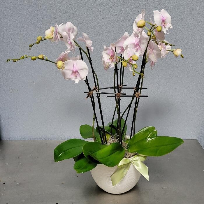 Images SoCo In Bloom