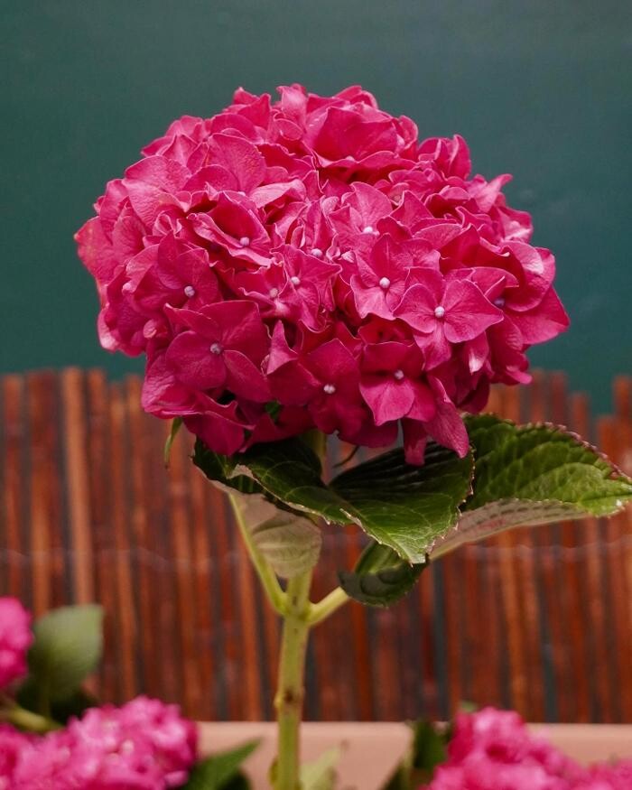 Images A Goode Florist