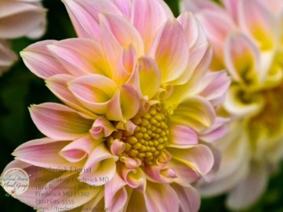 Images The Flower Bucket