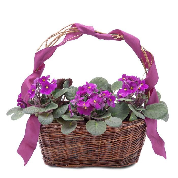 Images The Flower Bucket